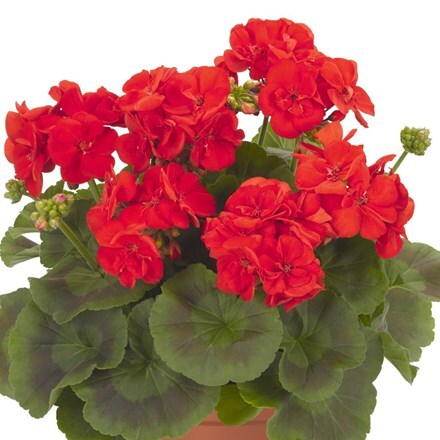 Picture of Geranium Survivor Idols Bright Red 2020 (Survivor Idols Series)