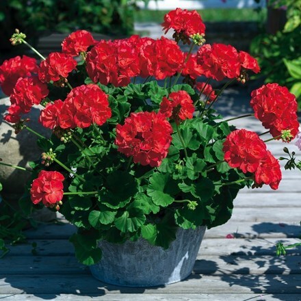 Picture of Geranium Survivor Idols Dark Red (Survivor Idols Series)