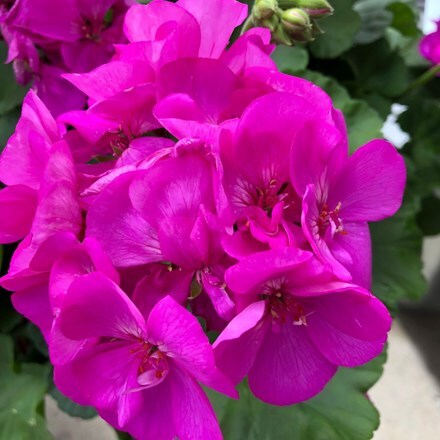 Picture of Geranium Survivor Idols Indigo Sky (Survivor Idols Series)