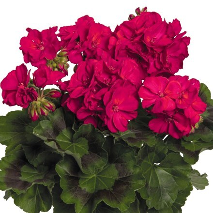 Picture of Geranium Survivor Idols Neon Violet (Survivor Idols Series)