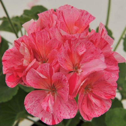 Picture of Geranium Survivor Idols Pink Batik (Survivor Idols Series)