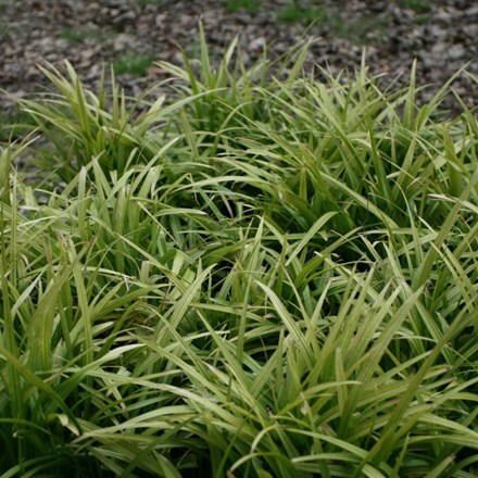 Picture of Reineckia carnea