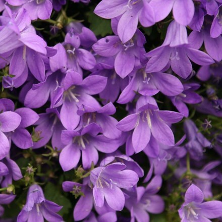 Picture of Campanula portenschlagiana