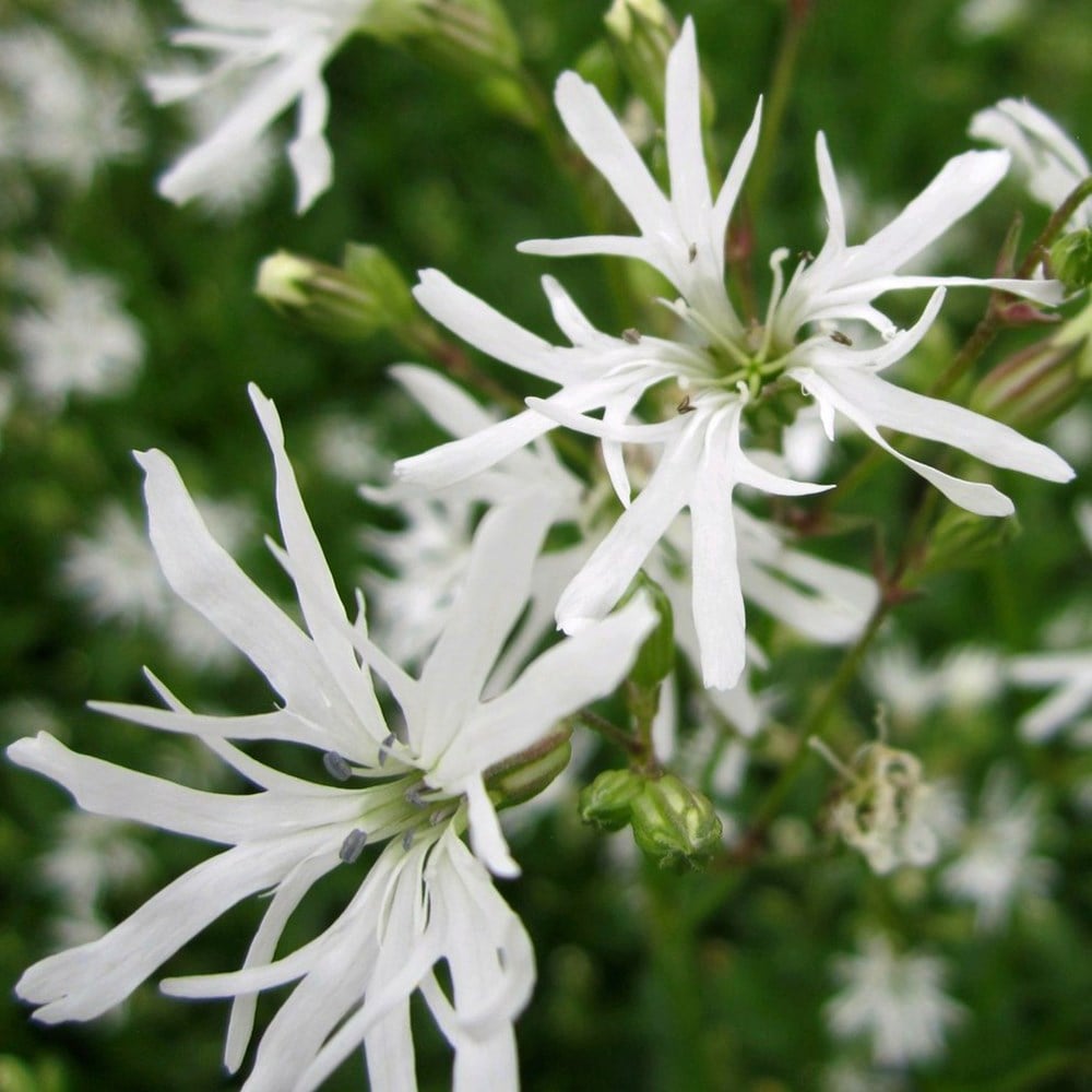 Product options image