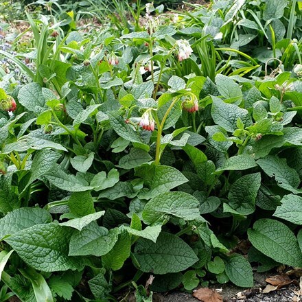 Picture of Symphytum ibericum