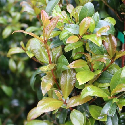 Picture of Eugenia myrtifolia New Port