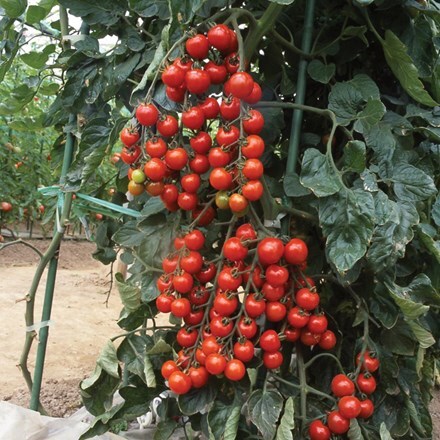 Picture of tomato Suncherry Premium