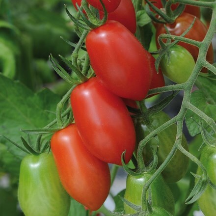 Picture of tomato Floridity