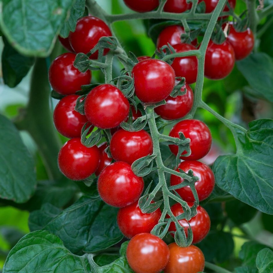 Buy 10 tomato plants delivered direct by a British