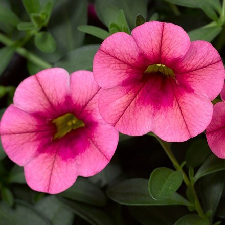 Picture of Calibrachoa Callie Strawberry (Callie Series)