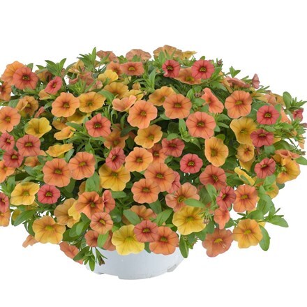 Picture of Calibrachoa Callie Terracotta (Callie Series)