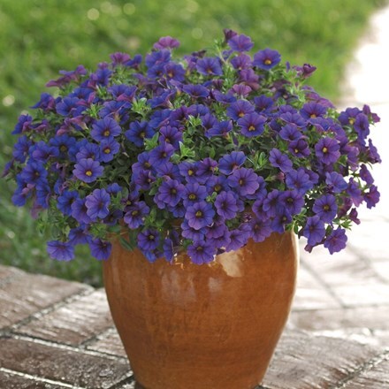 Picture of Calibrachoa Cabaret Deep Blue ('Balcabdebu') (PBR) (Cabaret Series)