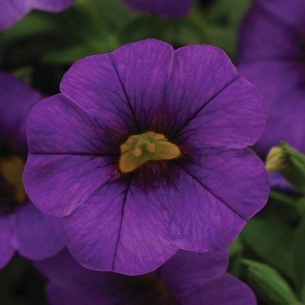 Picture of Calibrachoa Cabaret Purple ('Balcabpurp') (Cabaret Series)