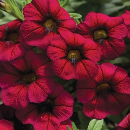 Picture of Calibrachoa Callie Burgundy (Callie Series)