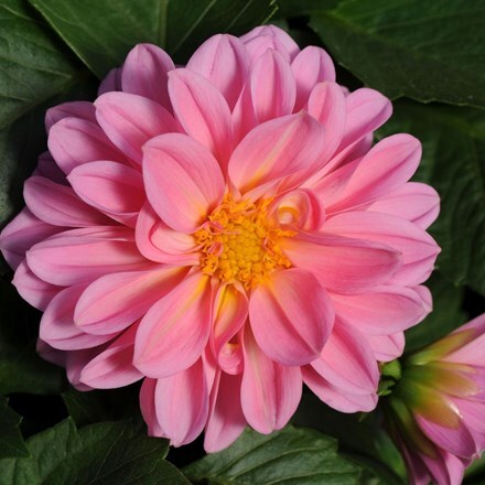 Picture of Dahlia Dahlietta Emily ('Daparos') (Dahlietta Select Series)