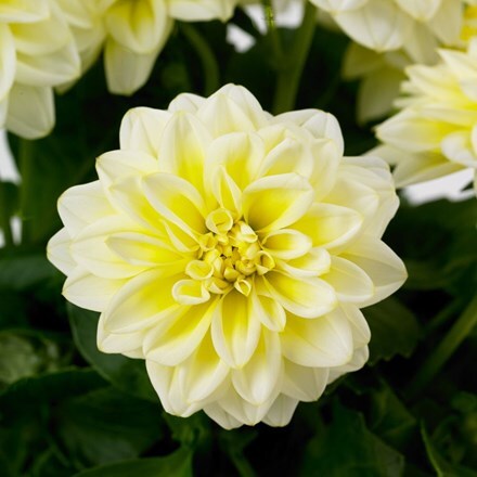 Picture of Dahlia Dahlietta Shirley (Dahlietta Select Series)