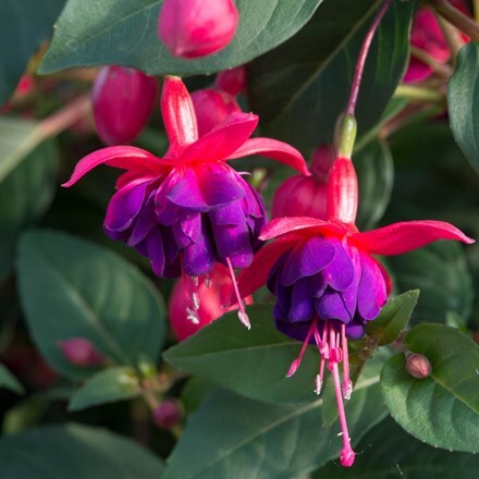 Picture of Fuchsia Dollar Prinzessin