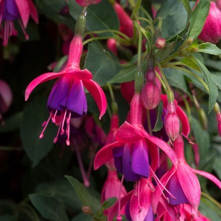 Picture of Fuchsia Tom Thumb
