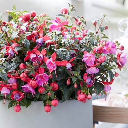 Picture of Fuchsia Susanna ('Bf02') (Bella Series) (PBR)