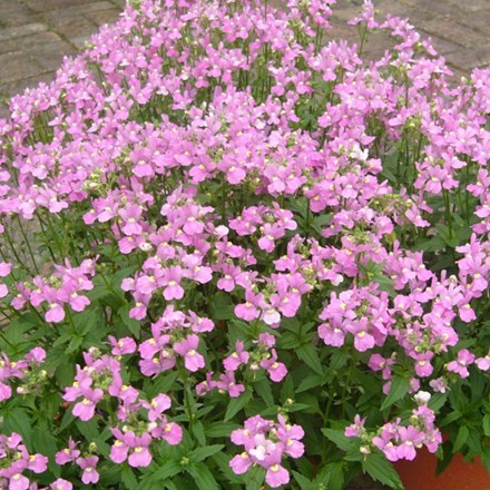 Picture of Nemesia Ice Pink ('Fleuripi')