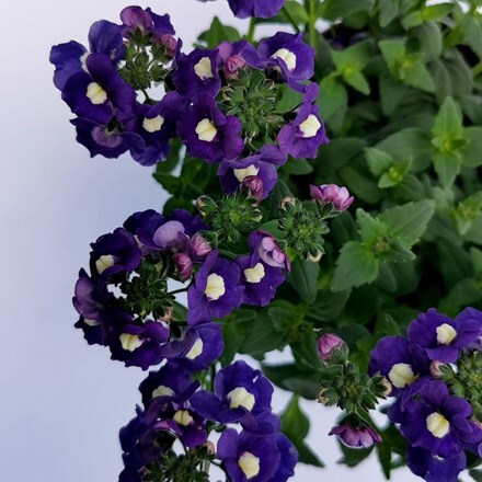 Picture of Nemesia Sapphire