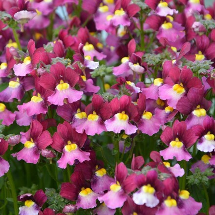 Picture of Nemesia Boysenberry (Fairy Kisses Series)