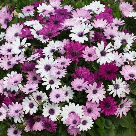 Picture of Osteospermum Akila Berries & Cream Mixed (Akila Series)
