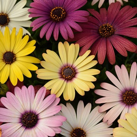 Picture of Osteospermum Akila Grand Canyon Mixed (Akila Series)