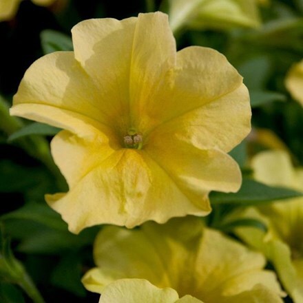 Picture of Petunia Aurora Banana Candy