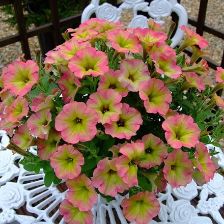 Picture of Petunia Aurora Pink Mango