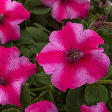 Picture of Petunia Aurora Star Rose