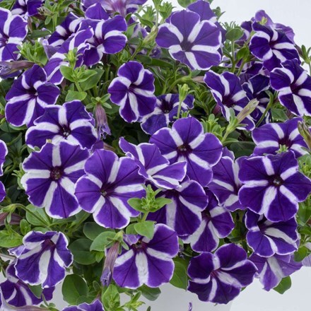 Picture of Petunia Aurora Starry Blue