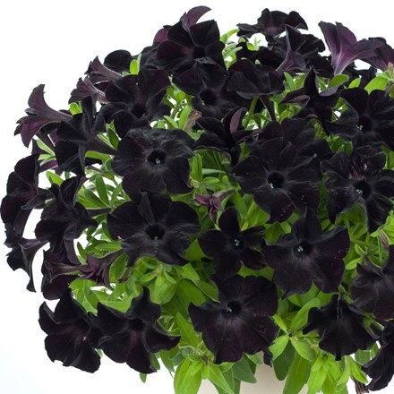 Picture of Petunia Select Black Ray