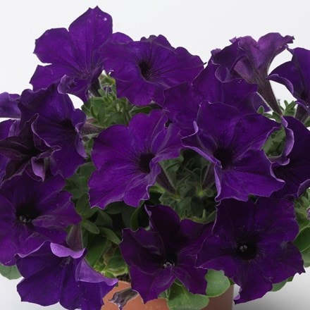 Picture of Petunia Sanguna Cobalt Blue ('Petpuvivi') (PBR) (Sanguna Series)