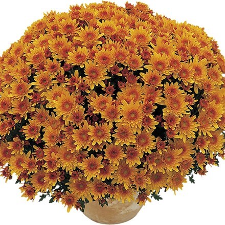 Picture of Chrysanthemum Apricot (Yahou Series)