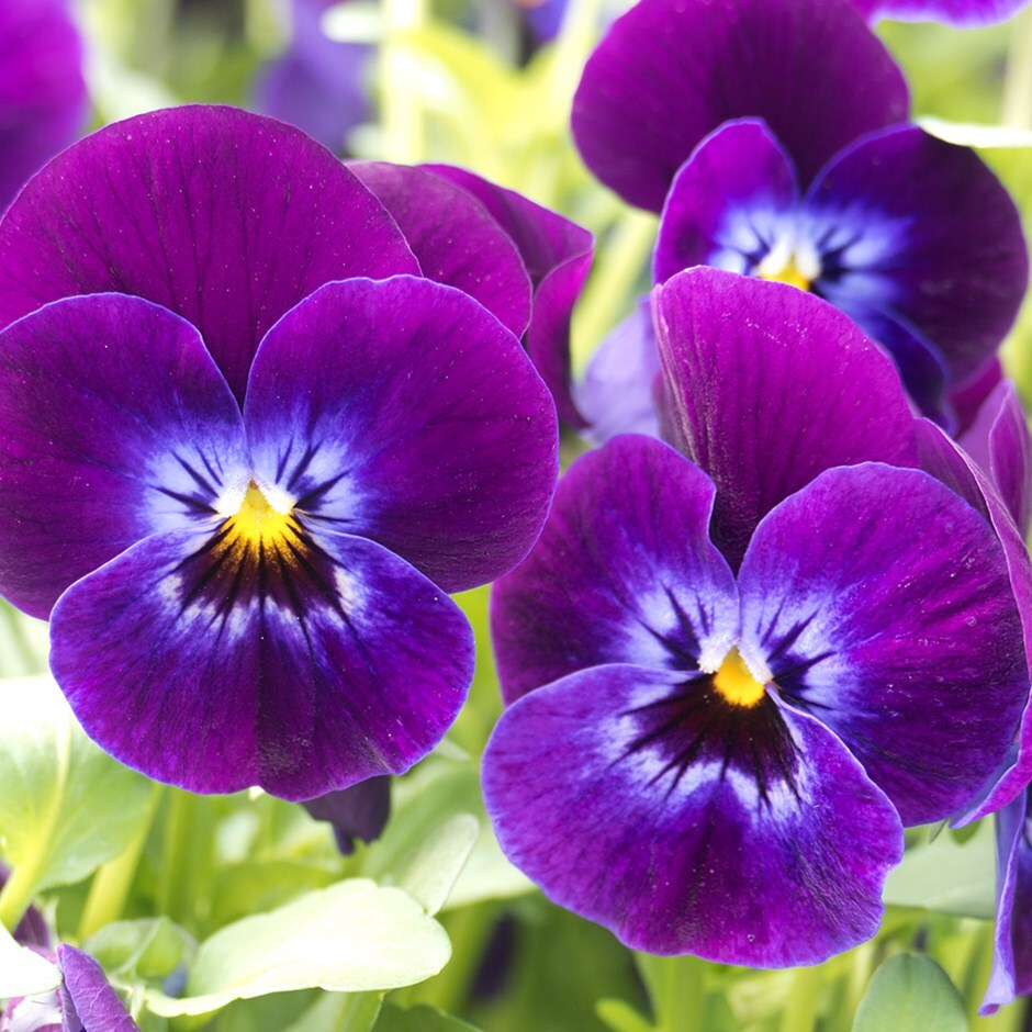 Buy 13cm pot grown bedding - delivered direct by a British nursery ...