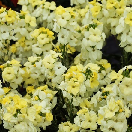 Picture of Erysimum ( wallflower ) Sugar Rush Primrose