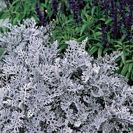 Picture of Cineraria Silverdust