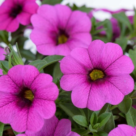 Picture of Calibrachoa Cabrio Pink with Dark Eye
