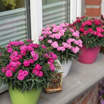 Picture of Dianthus Pink Shades
