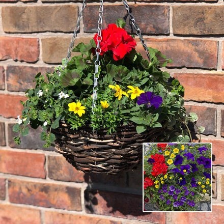 Picture of Mixed 30cm pre-planted rattan hanging basket