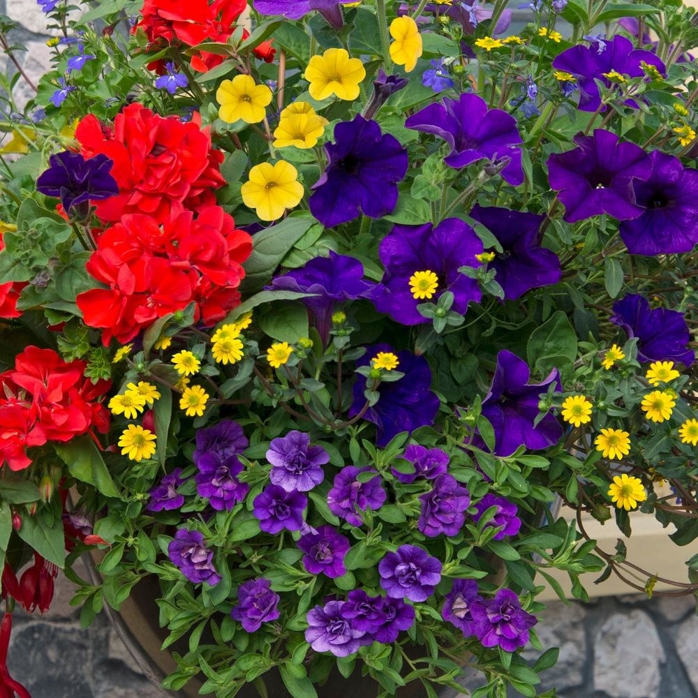 Mixed colours 30cm pre-planted rattan hanging basket