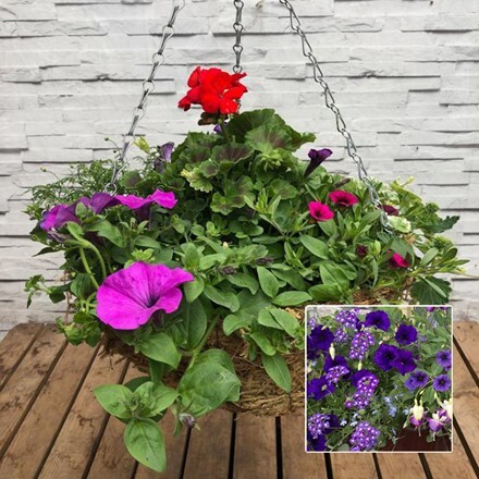 Picture of Blue tones 35cm pre-planted hanging basket