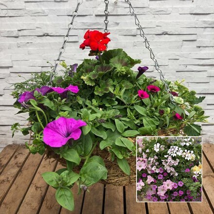 Picture of Pink tones 35cm pre-planted hanging basket