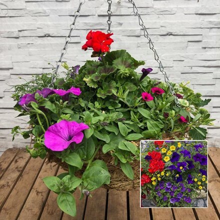Picture of Mixed 35cm pre-planted hanging basket