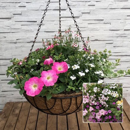 Pink tones 40cm pre-planted hanging basket