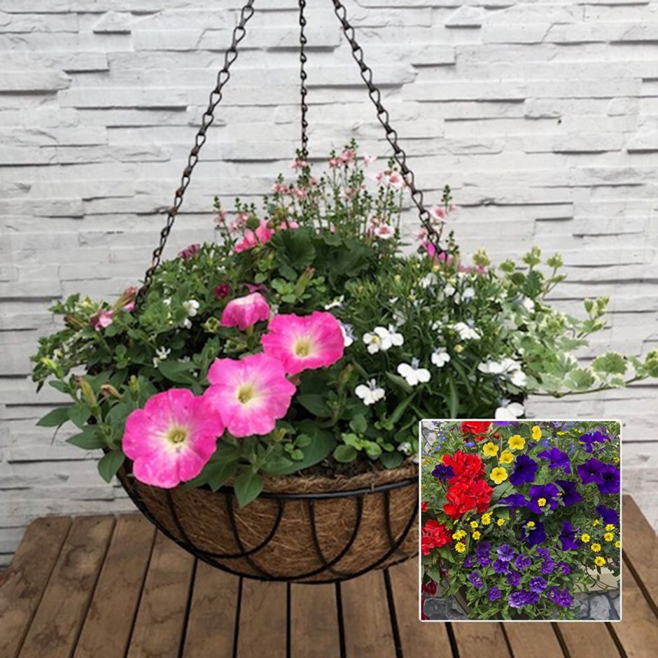 Mixed colours 40cm pre-planted hanging basket