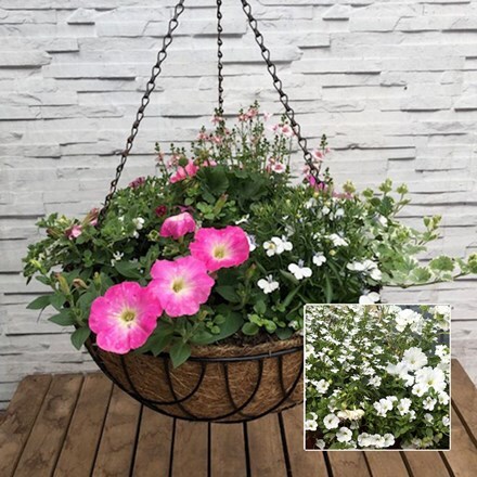 Picture of White 40cm pre-planted hanging basket