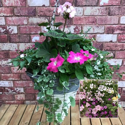 Picture of Pink tones 30cm pre-planted two-tone hanging cone