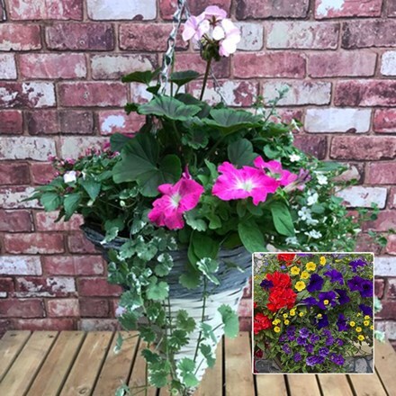 Picture of Mixed 30cm pre-planted two-tone hanging cone